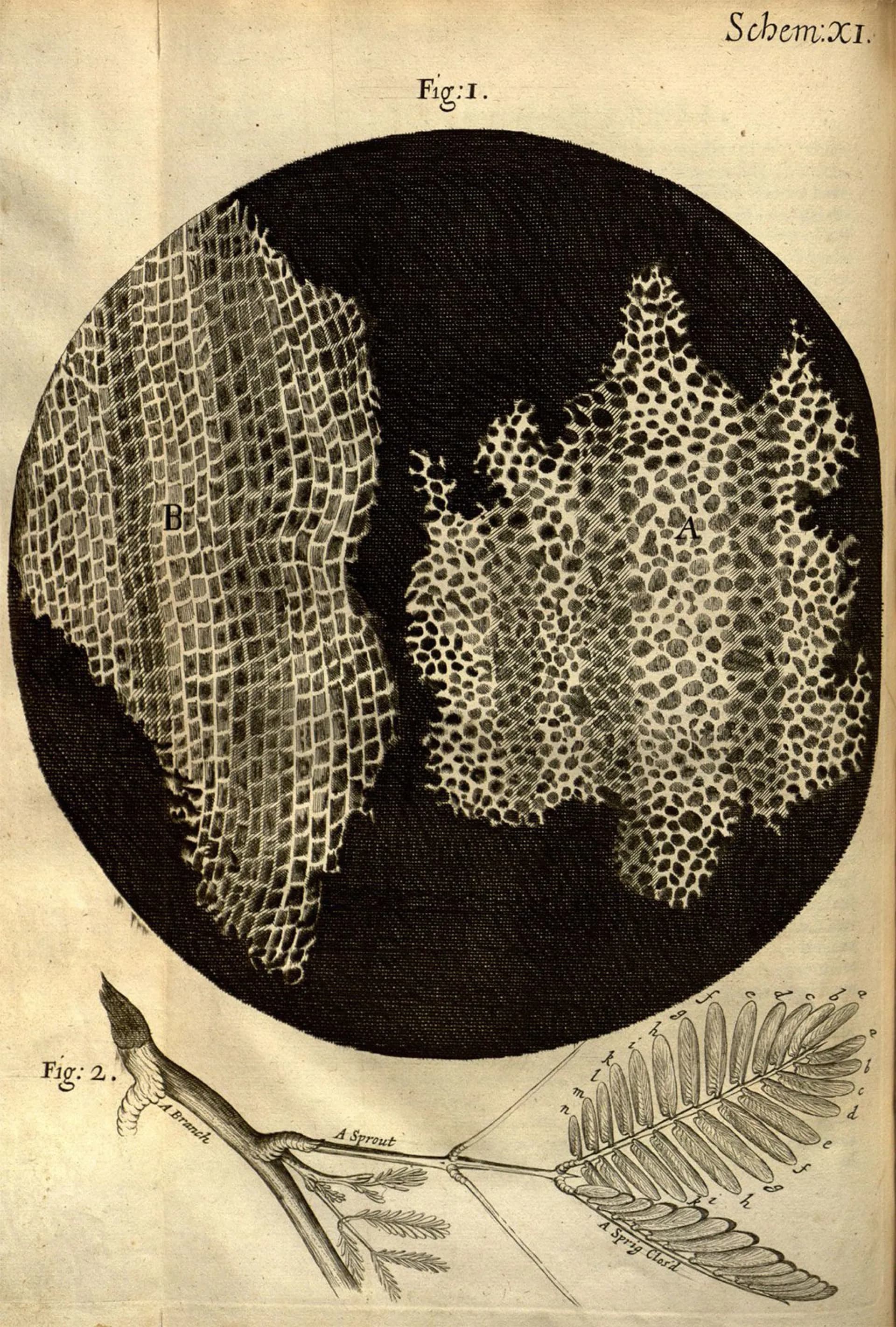 Cork cell structure drawing by Robert Hooke from Micrographia, 1665